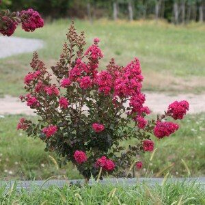 KRAUSVA Dynamite Raudonais žiedais (Lagestroemia)