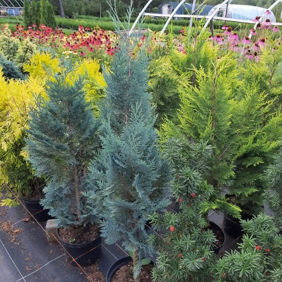 Puskiparisis Lausono ‘Alumii’ (lot. Chamaecyparis lawsoniana)