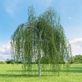 Beržas karpotasis ( lot. Betula pendula) Youngii
