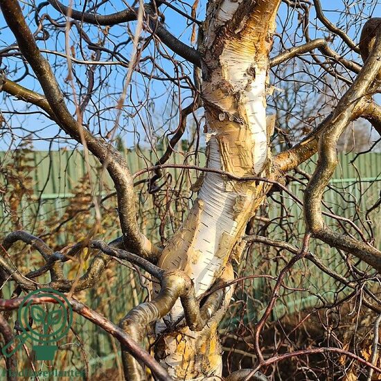 Beržas karpotasis 'Spider Alley'