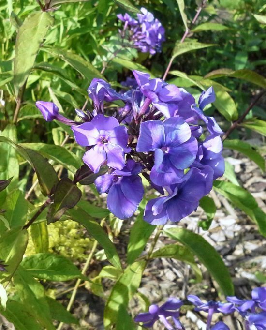 ŠLUOTELINIS FLIOKSAS