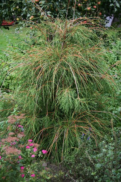 Tuja siulėtoji-vakarinė FILIFORMIS