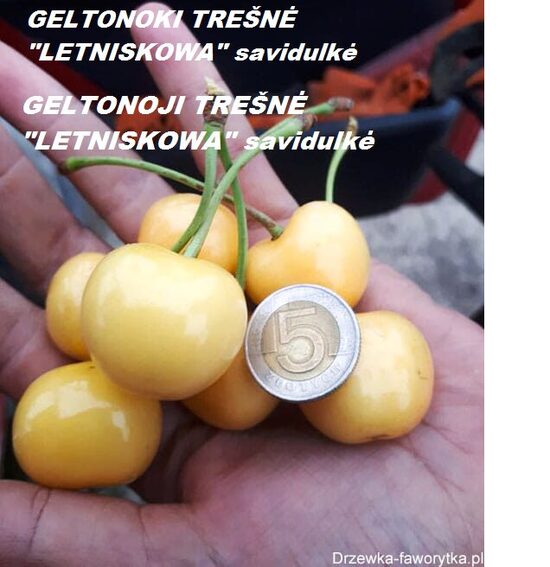 Trešnė "LETNISKOWA" savidulkė geltona