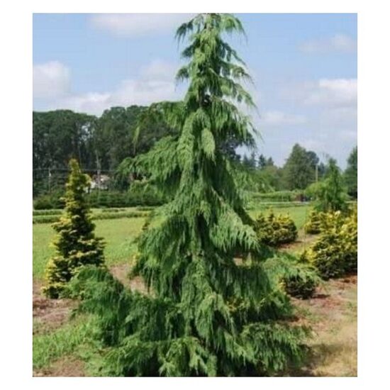 Puskiparisis Nutkinis Pendula