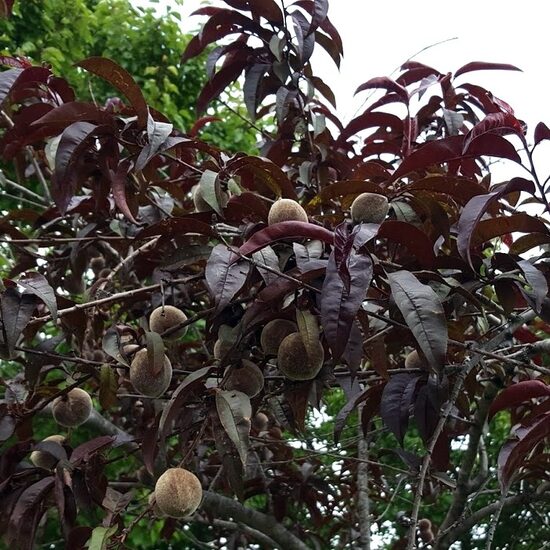 Persikas 'Raudonlapis'