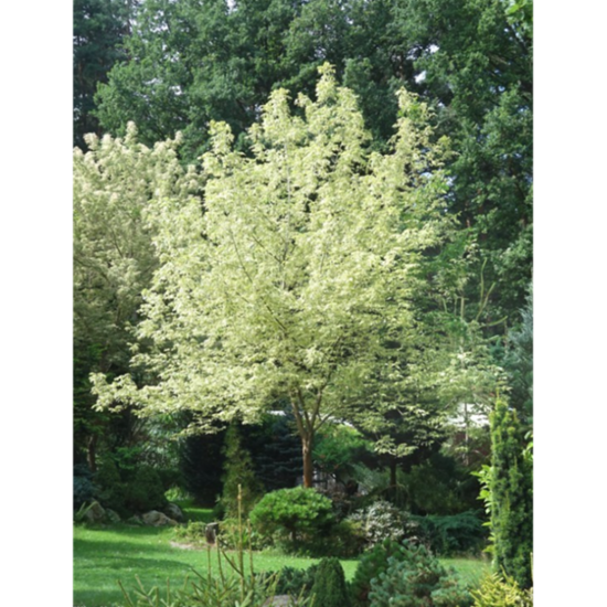 Klevas  Simon-Louis Freres platanalapis (lot. Acer pseudoplatanus) 