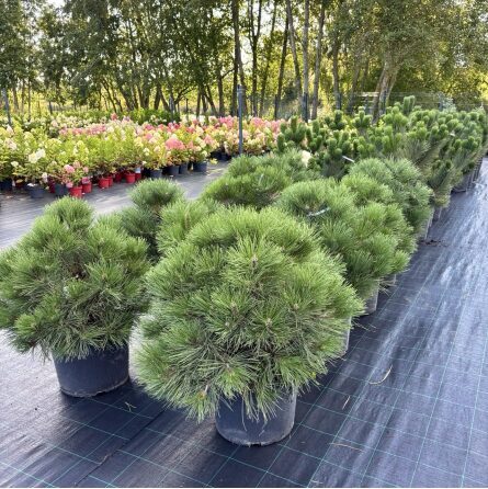 Juodoji pušis ‘Spielberg’ 