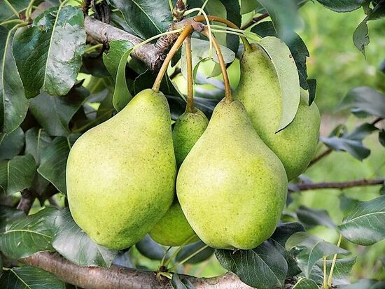 Kriaušė žieminė „Xenia”