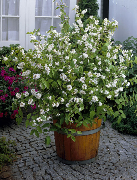 Radastas (Deutzia) "Pink of Rochester" - balta