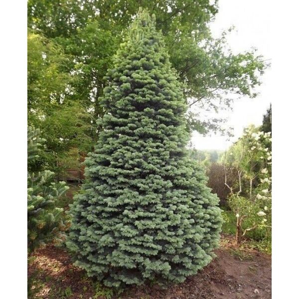 KĖNIS SUBALPINIS ( LOT. ABIES LASIOCARPA)