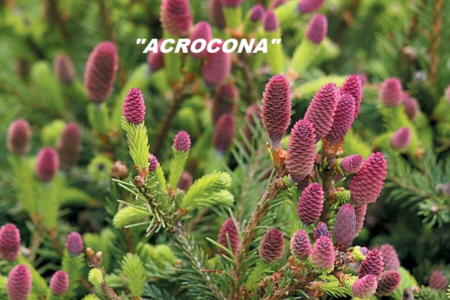 Eglė paprastoji (Picea abies) 'Acrocona’