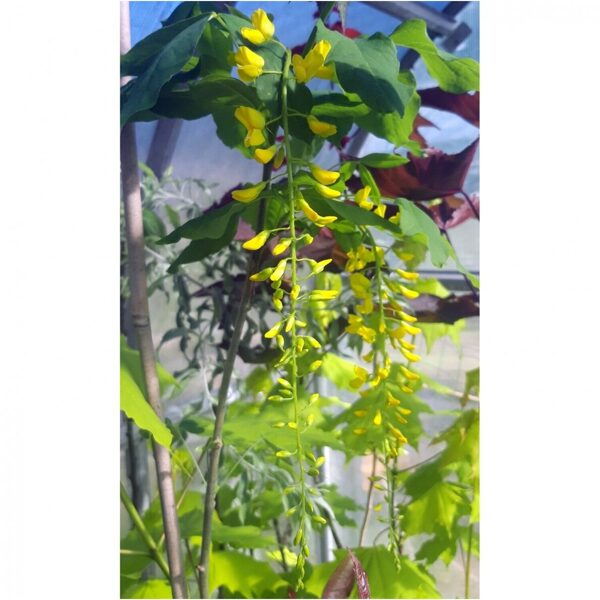 Pupmedis-Laburnum alpinum