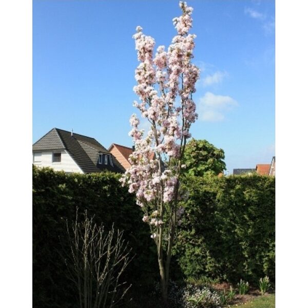 Sliva- Prunus serrulata"AMANOGAWA"