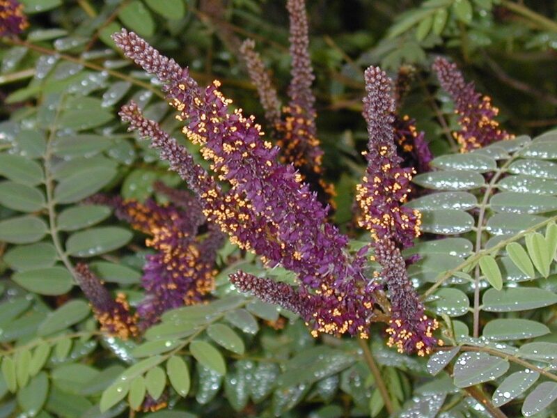 Amorfa krūminė-amorpha fruticosa