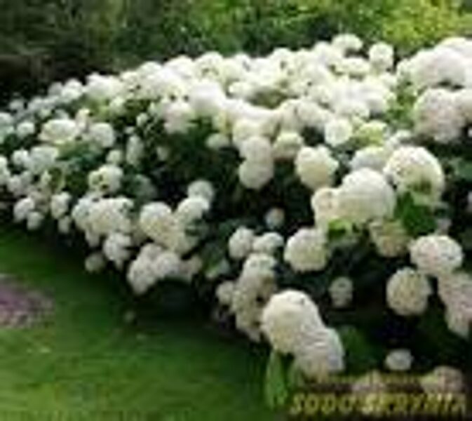 Hortenzija šviesioji STRONG ANNABELLE