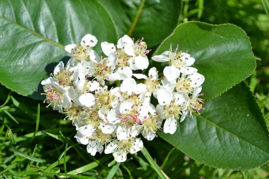 Juodavaisė aronija-aronia melanocarpa