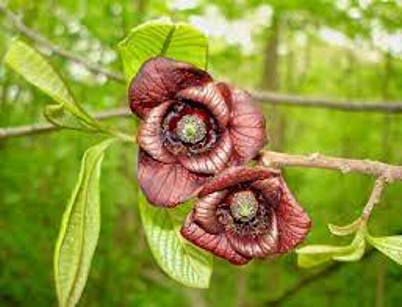 Asimina triloba „Pensilvanijos auksinė“ Paw paw