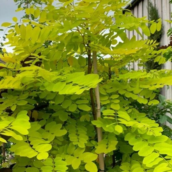 Robinija (Robinia skiepyta) 'FRISIA'