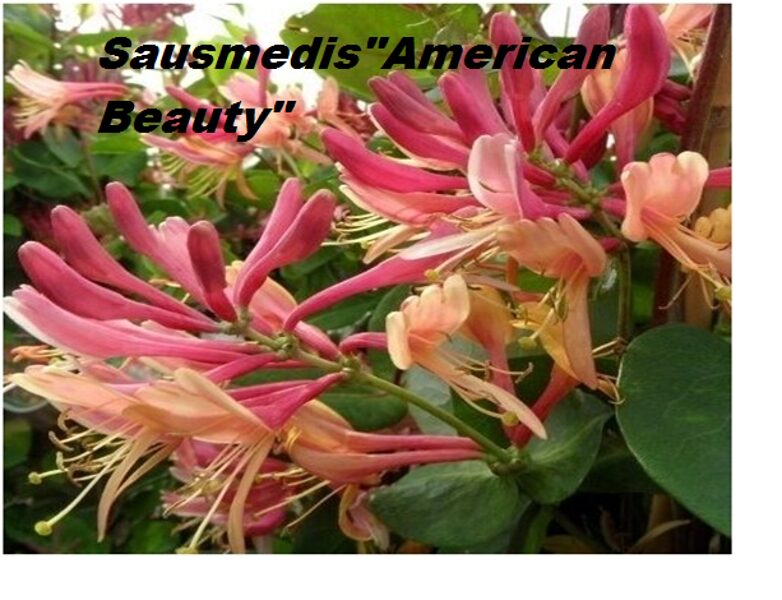 Lonicera ×heckrottii 'American Beauty'