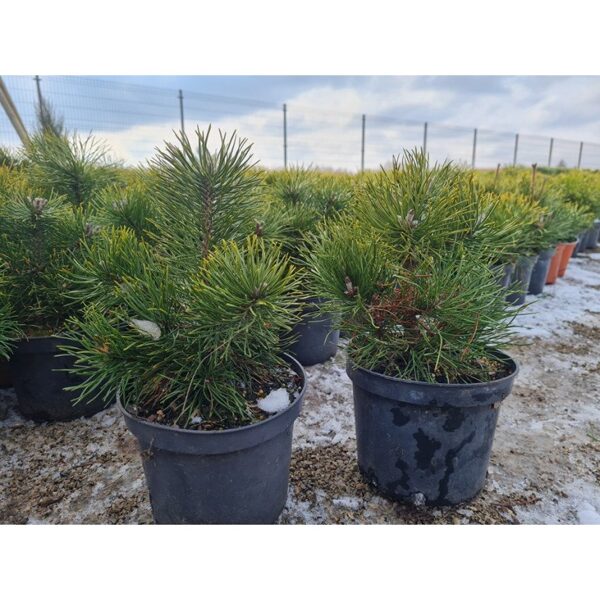 Pušis juodoji var. Austriaca