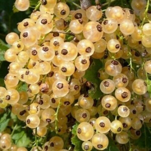 Baltieji Serbentai (Weisse Aus Juterbog)