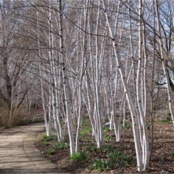 Beržas (popieržievis betula papyrifera)