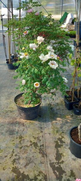 BIJŪNAS MEDĖJANTIS