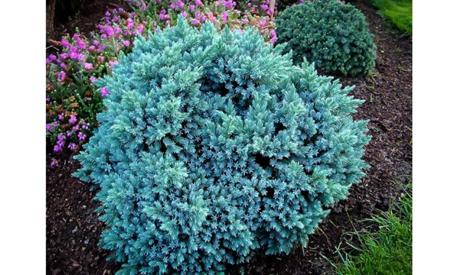 Žvynuotasis kadagys  (Juniperus squamata) 'Blue Star',