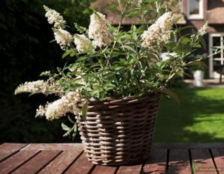 Budlėja davido DREAMING WHITE