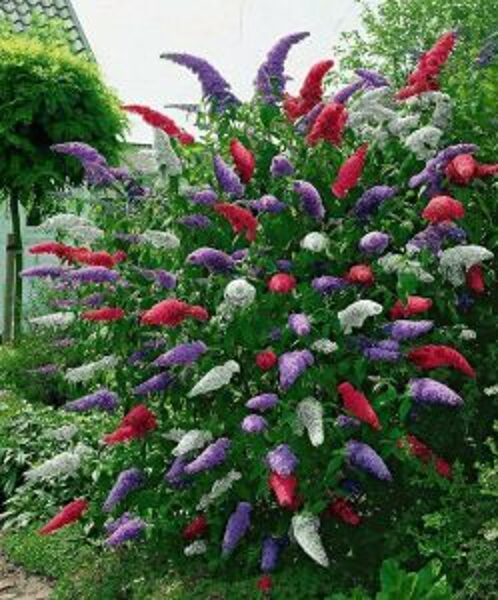 Budlėja Davido įvairių rūšių