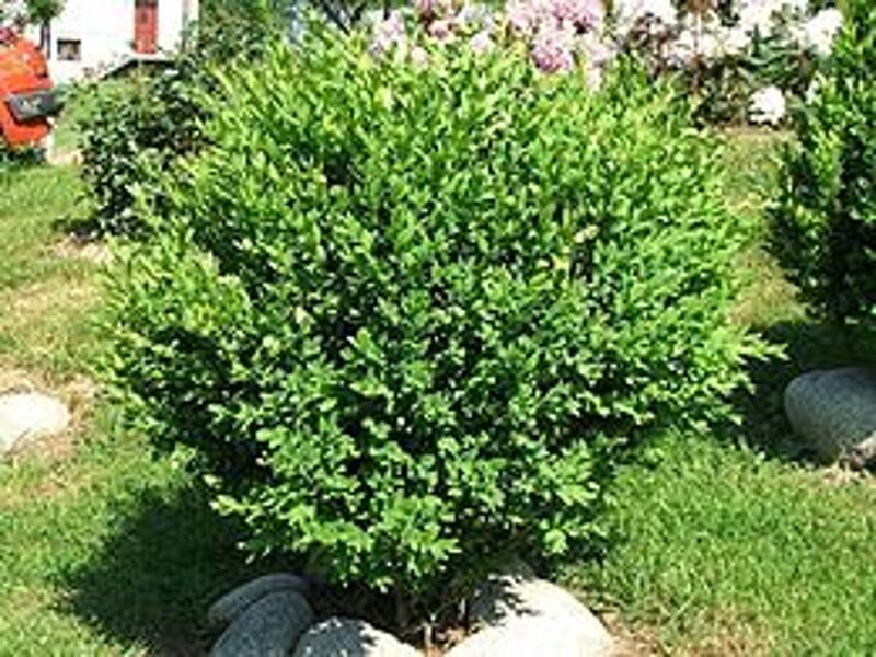 Buksmedis paprastasis (Buxus sempervirens)