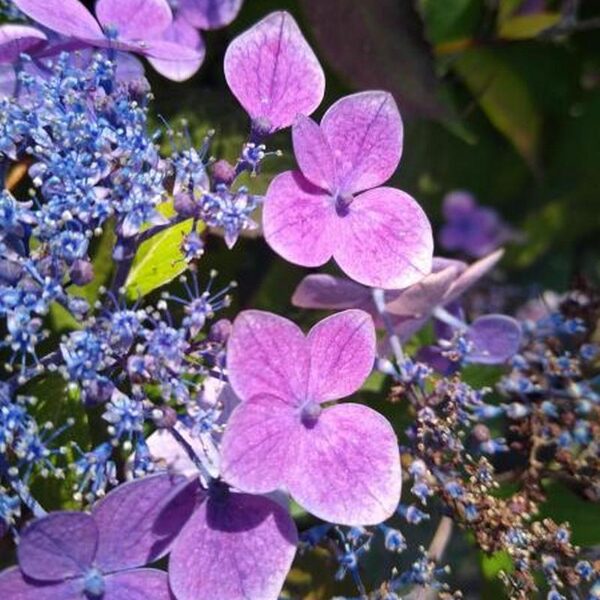 Hortenzija serrata"Blue Cloud" naujiena