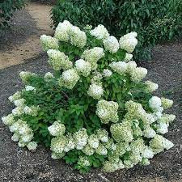 Hortenzija šluotelinė BOBO