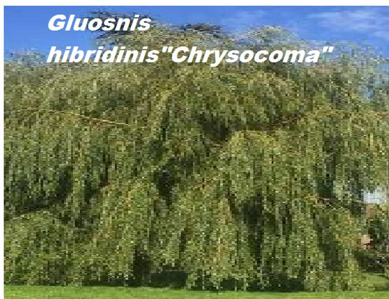 Gluosnis (Salix x sepulcralis) 'CHRYSOCOMA'