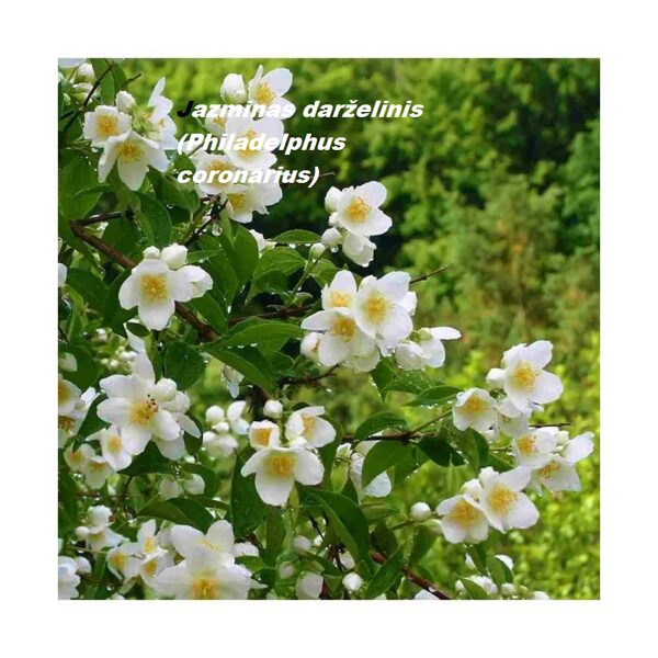 Jazminas darželinis (Philadelphus coronarius)