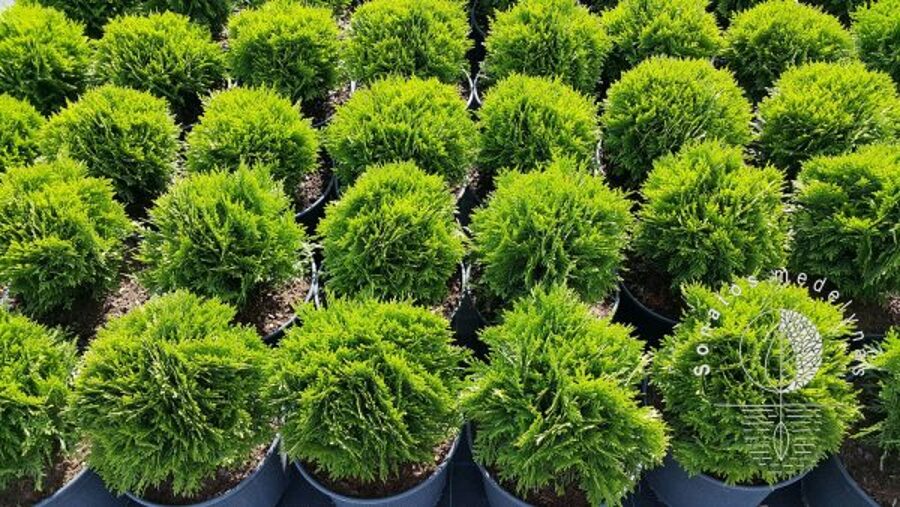 "DANIKA" Tuja vakarinė (Thuja occidentalis)