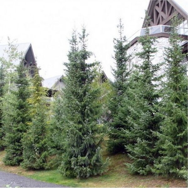 Eglė omorika"SERBINĖ"