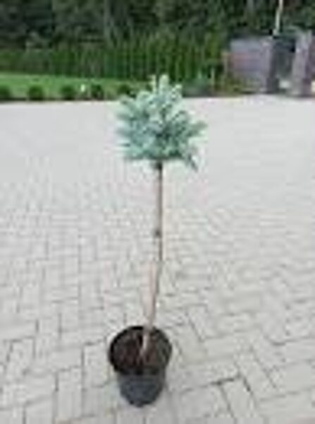 Skiepyta sidabrinė eglutė ant koto. Skiepo aukštis virš 100cm.