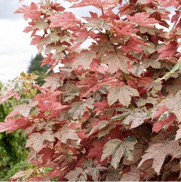 Klevas pseudoplatanus"Esk Sunset"