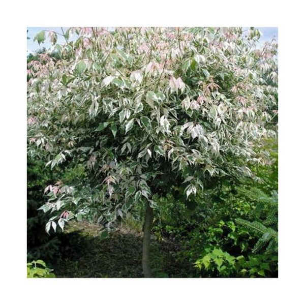 Klevas uosialapis (lot. Acer negundo) Flamingo