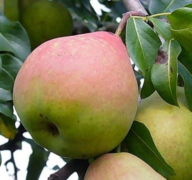 Kriaušės"Faworitka klapsa" Kliapo mėgstamoji