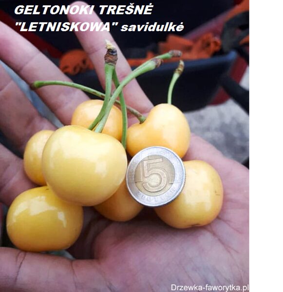 Trešnė "LETNISKOWA" savidulkė geltona