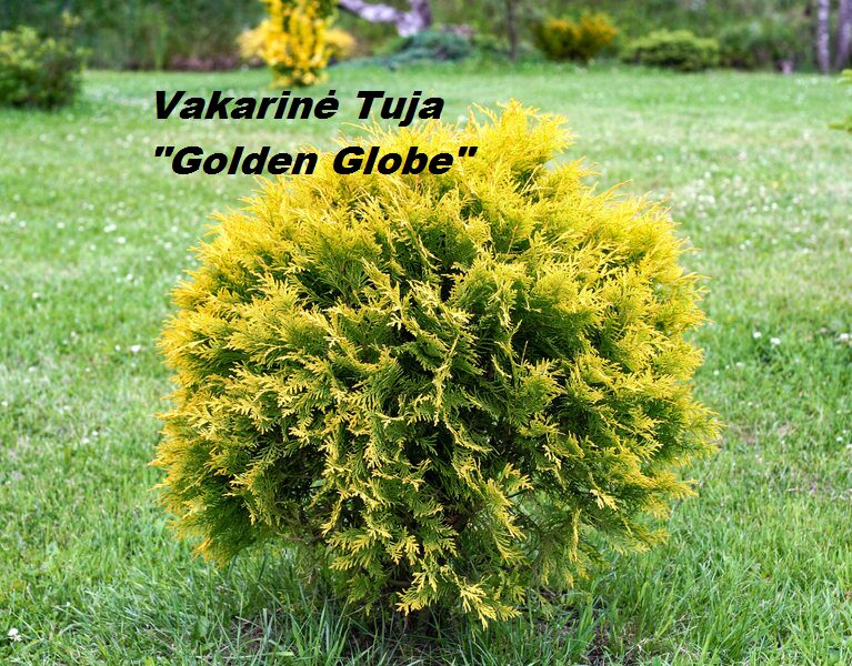 Vakarinė tuja 'Golden Globe'