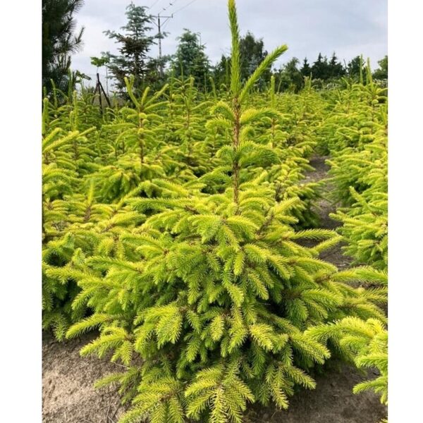 Išparduota/Eglė amorica serbinė