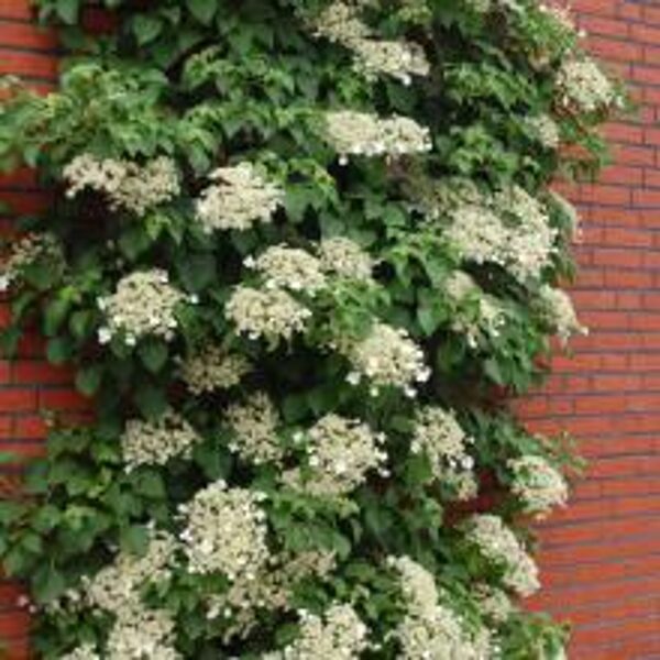 HORTENZIJA LAIPIOJANTI 'PETIOLARIS'