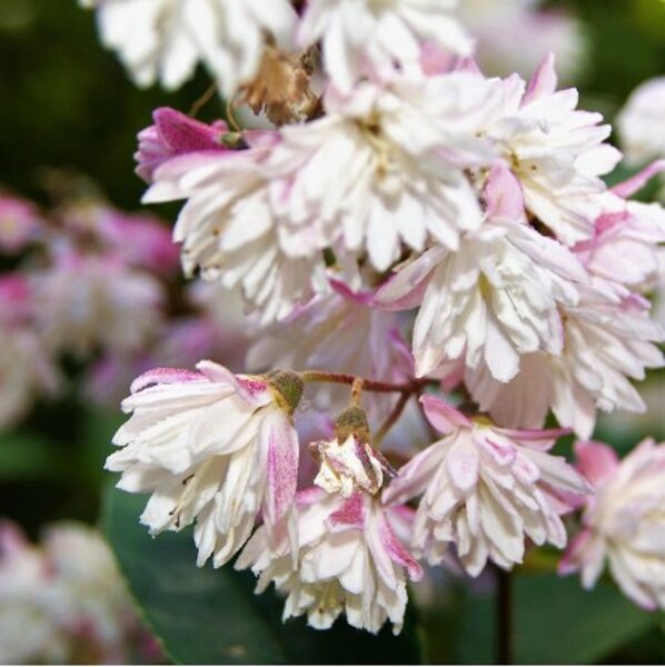 Radastas (Deutzia) Codsal Pink-balta