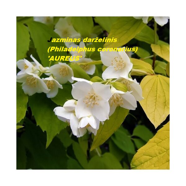 Jazminas darželinis (Philadelphus coronarius) 'AUREUS'