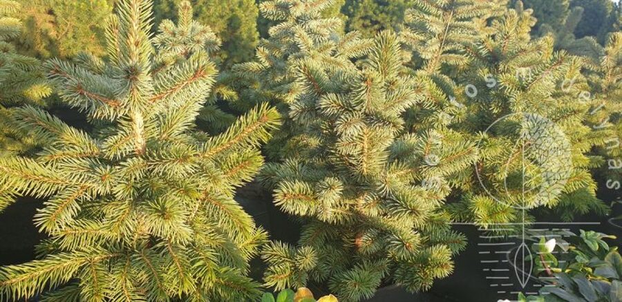 Eglė dygioji (Picea pungens) 'Glauca Kaibab