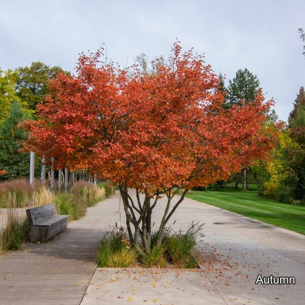 Lamarko medlieva-amelanchier lamarckii