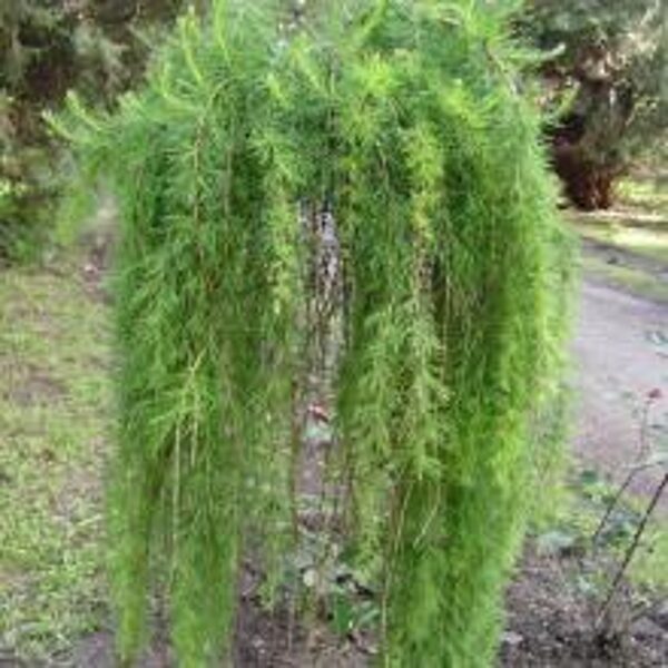 Maumedis LARIX PENDULA